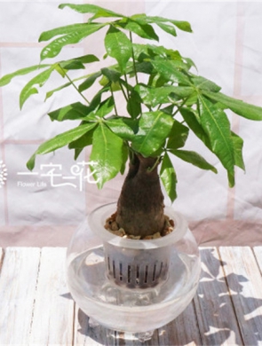 水培发财树