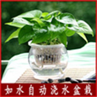 水培绿萝