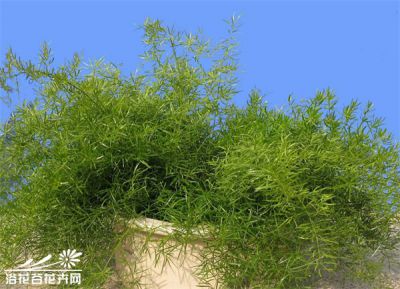 天门冬