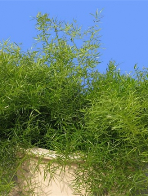 天门冬
