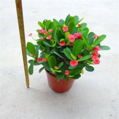 铁海棠