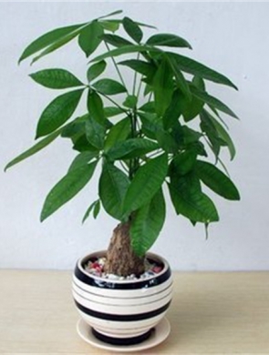 小发财树