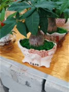 小发财树