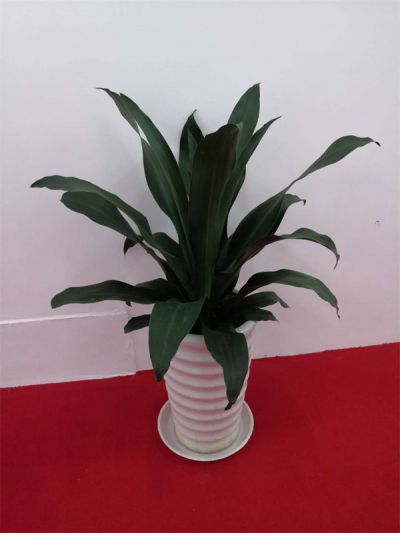小福贵