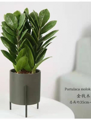 小金钱树