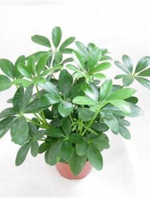 鸭脚木
