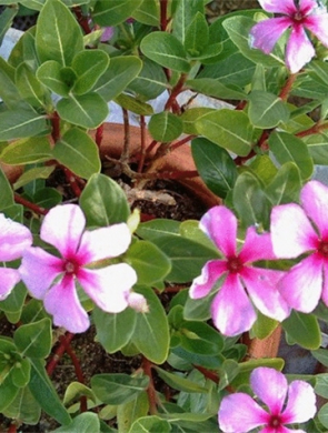 长春花