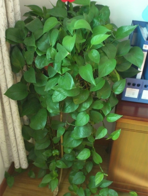 长绿萝吊