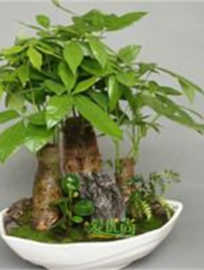 组合发财树
