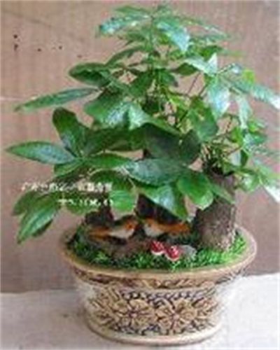 组合发财树