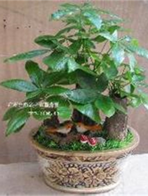 组合发财树