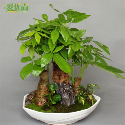 组合发财树