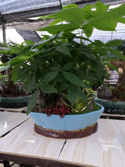 组合发财树