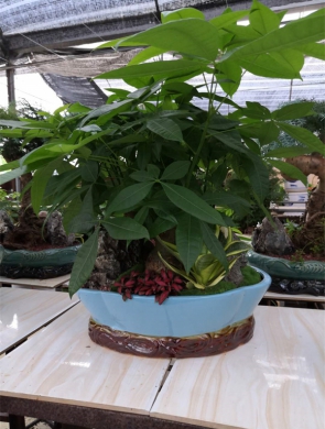 组合发财树
